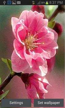Pink Flower Swing LWP स्क्रीनशॉट 1