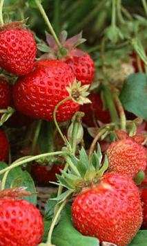 Strawberry wallpapers screenshot 4