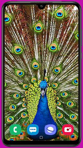 Peacock Wallpaper HD screenshot 7