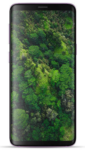Forest Wallpaper HD screenshot 1