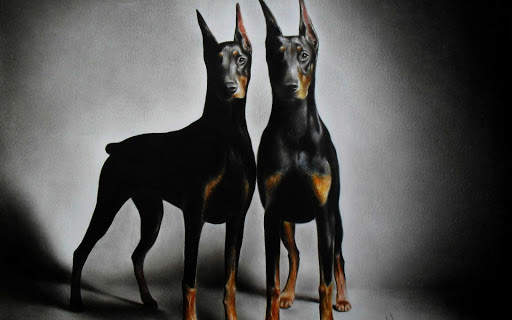 Doberman Wallpaper: backgrounds hd screenshot 13