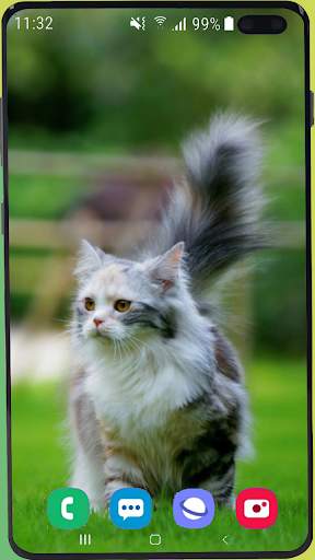 Cute Kitten  Wallpaper HD screenshot 5