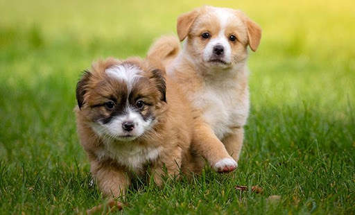 Puzzle Rompecabezas Dogs (Offline) screenshot 5