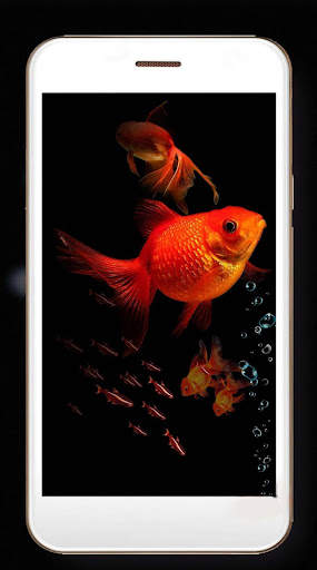 Fish Gold Live Wallpaper screenshot 4