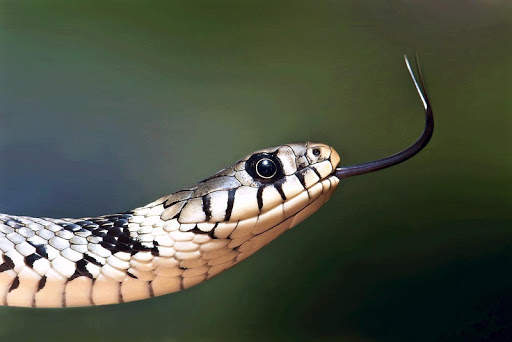 Snake Photo Frames screenshot 1