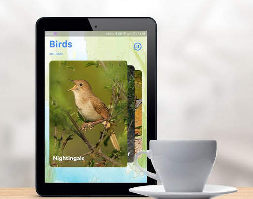 Bird Sounds screenshot 6