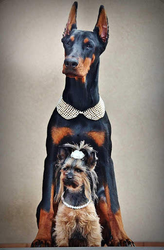 Doberman Wallpaper: backgrounds hd screenshot 1