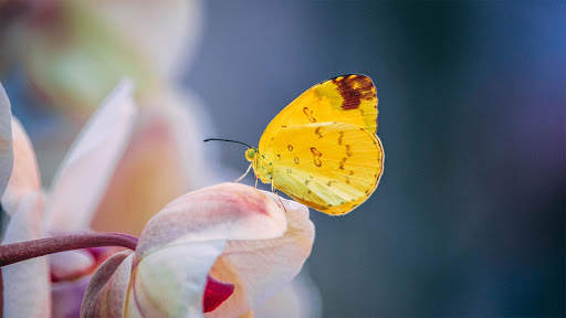 Butterfly Wallpapers HD & 4k Backgrounds screenshot 16