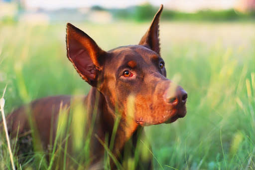 Doberman Wallpaper: backgrounds hd screenshot 24