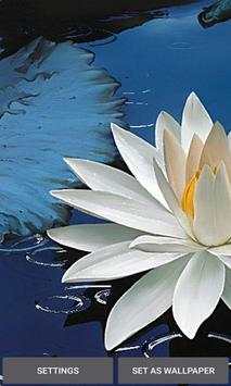 Shiny Lotus Live Wallpaper screenshot 1