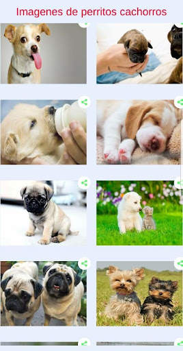 Perritos tiernos - Fotos para compartir screenshot 3