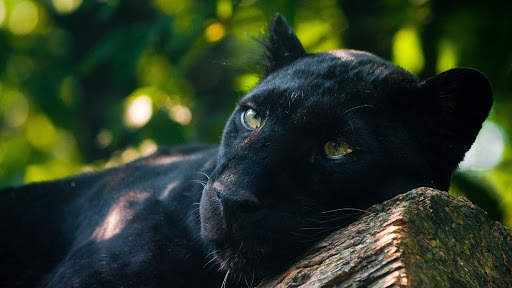 Panther Wallpapers: backgrounds hd screenshot 20