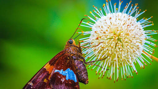 Butterfly Wallpapers HD & 4k Backgrounds screenshot 9