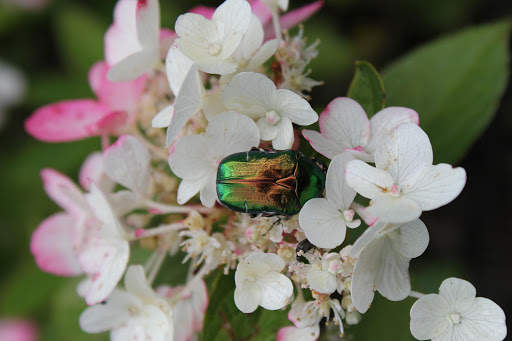 Beetle Wallpaper screenshot 5