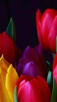 Tulip.Flowers wallpaper स्क्रीनशॉट 2