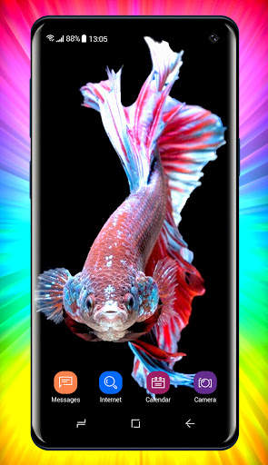 Betta Fish Wallpaper screenshot 8