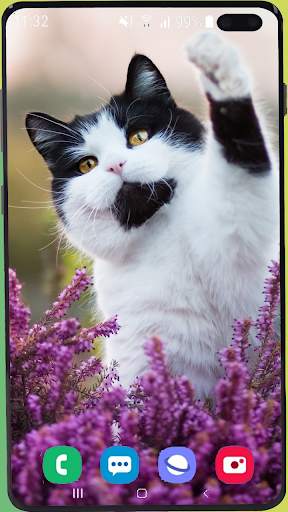 Cute Kitten  Wallpaper HD screenshot 3