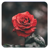 Rose Live Wllpaper icon