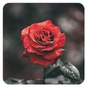 Rose Live Wllpaper
