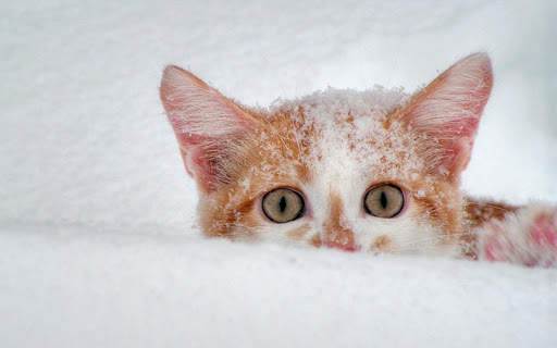 Snow Cats Live Wallpaper screenshot 12