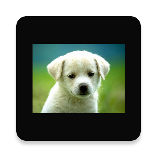 Animals and Birds Sounds أيقونة