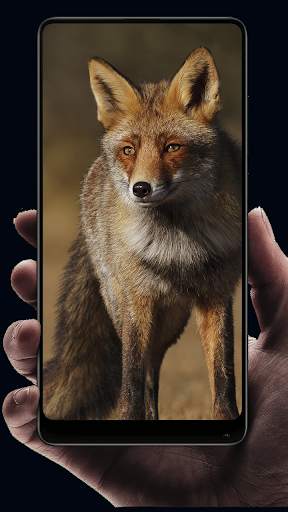 Fox Wallpaper HD screenshot 8