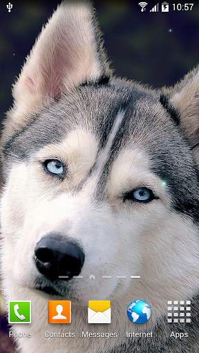 Dogs Wallpaper screenshot 3