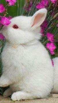 Rabbits Wallpapers screenshot 17