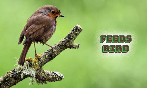 Feeds Bird screenshot 4