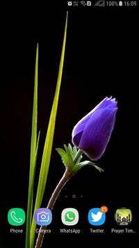 HD Tulip New Wallpaper screenshot 9