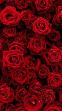 Rose Wallpaper screenshot 6