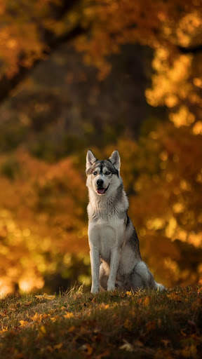 Siberian Husky Wallpapers : backgrounds hd screenshot 2
