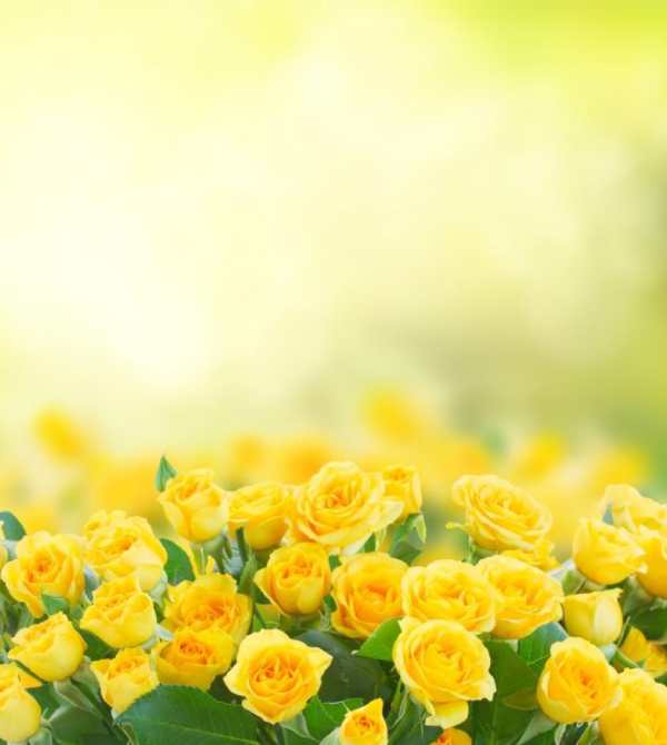 Beautiful Flowers Wallpaper screenshot 8