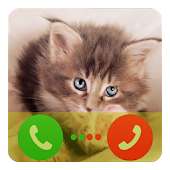 Kitty Cat Fake Call Prank