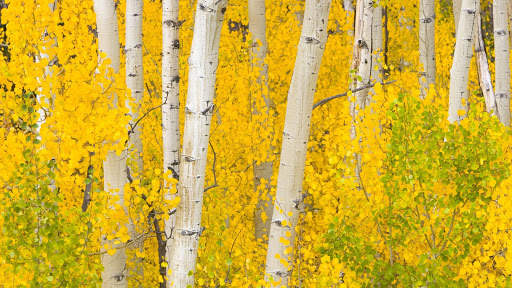 Yellow Live Wallpaper : 7fon & LWP screenshot 4