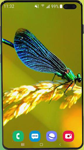 Dragonfly Wallpaper Best HD screenshot 5