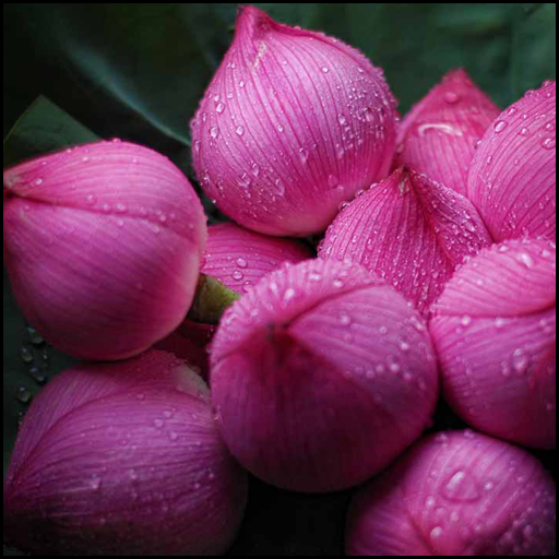 Flowers Wallpapers HD 2021 icon