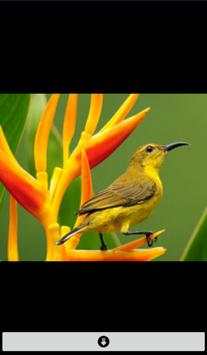 Live Birds Wallpapers(offline) screenshot 4