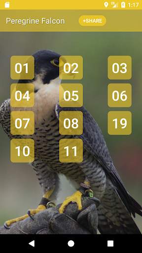 Peregrine Falcon (Animal) sounds 1 تصوير الشاشة