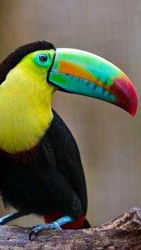 Beautiful Birds Wallpapers HD screenshot 4