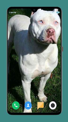 Pitbull Dog Wallpaper 4K screenshot 9