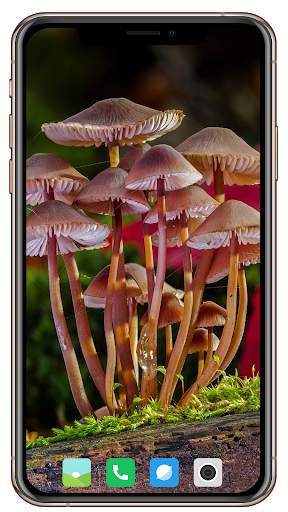 HD Mushroom Wallpaper screenshot 14
