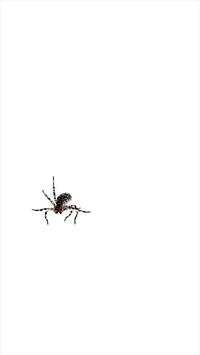 Spider screenshot 3