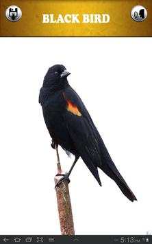 Bird Sound and Picture screenshot 12