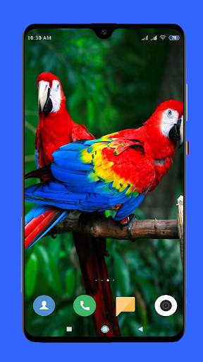 Parrot Wallpaper HD screenshot 4