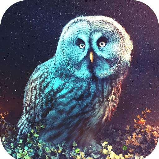 Owl Wallpaper HD 1.05
