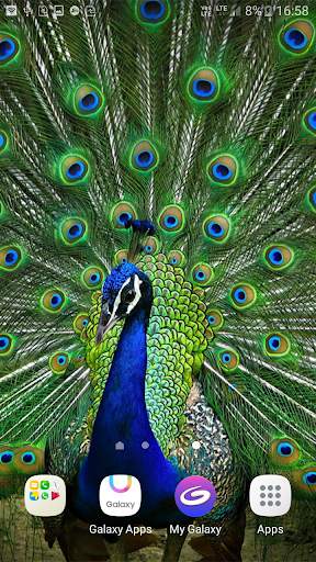 Peacock Live Wallpaper screenshot 3
