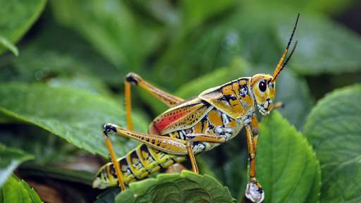 Crickets Sounds screenshot 5