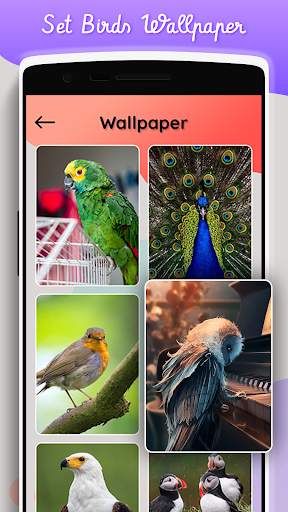 Bird sound and puzzle screenshot 4