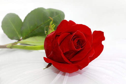 Romantic Images GIF, I love you Live Wallpapers screenshot 5